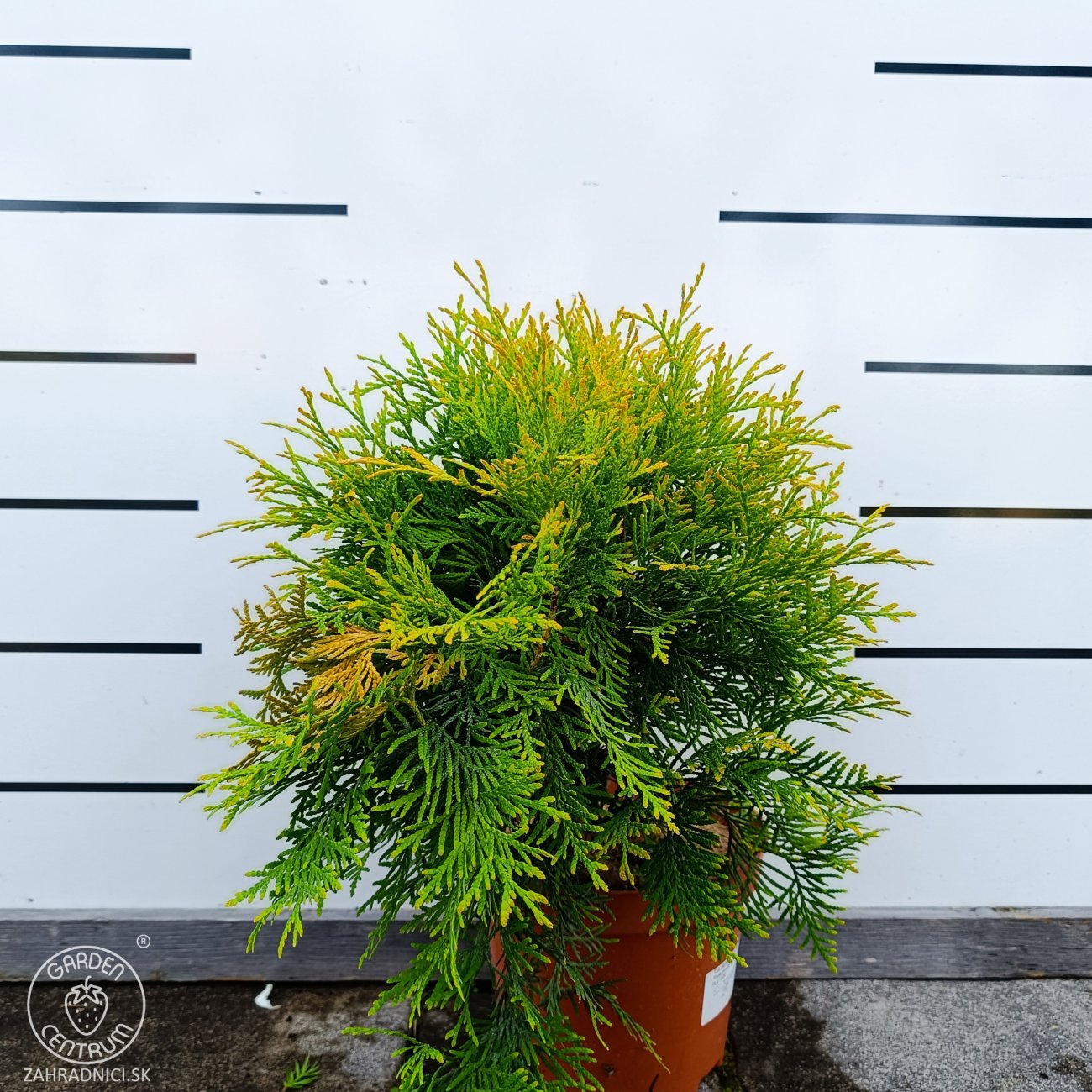Obrázok Tuja západná (Thuja occidentalis) ´GOLDEN GLOBE´ - výška 30-40 cm, kont. C3L